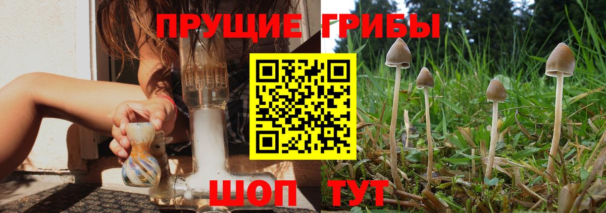 Галлюциногенные грибы Psilocybine cubensis  Галлюциногенные грибы GOLDEN TEACHER  Вход с VPN  Черногорск 